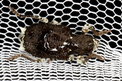 Aesiotes leucurus