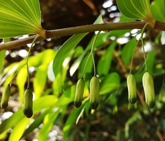 Polygonatum arisanense