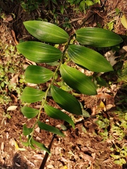 Polygonatum arisanense
