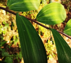Polygonatum arisanense
