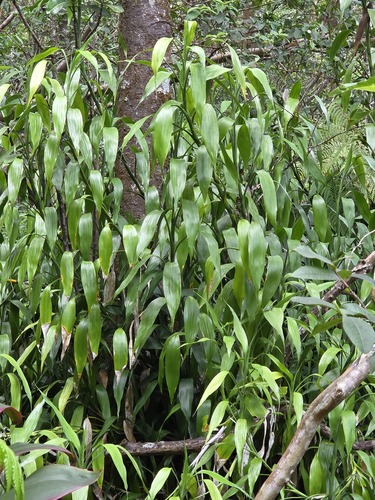Dracaena sanderiana observed 2026-04-21