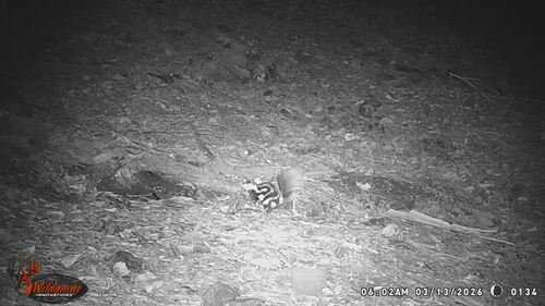 Mofeta del Desierto observed by agnishino