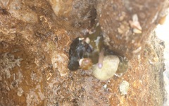 Prothalotia pulcherrima