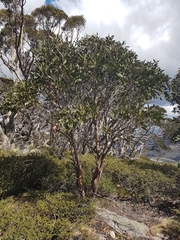 Eucalyptus pauciflora niphophila