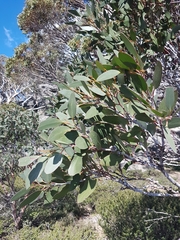 Eucalyptus pauciflora niphophila