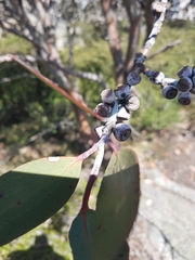 Eucalyptus pauciflora niphophila