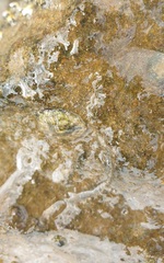Siphonaria zelandica