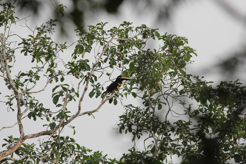 Pteroglossus pluricinctus