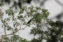 Pteroglossus pluricinctus