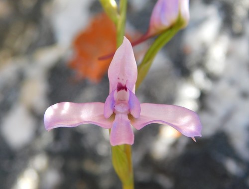 Image of Disa arida by (c) Rebecca Ryen-Stols, some rights reserved (CC BY-SA)