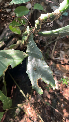 Brasiliopuntia brasiliensis