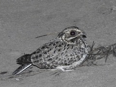 Caprimulgus natalensis