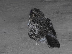 Caprimulgus natalensis