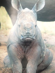 Ceratotherium simum