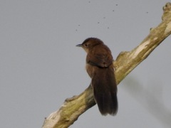 Catriscus brevirostris