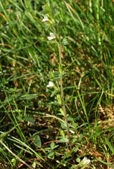 Euphrasia parviflora