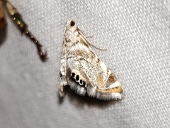 Eoparargyractis