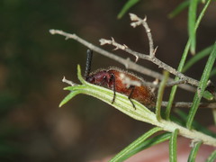 Metriolagria affinis