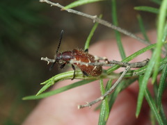 Metriolagria affinis