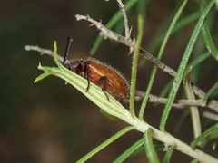 Metriolagria affinis