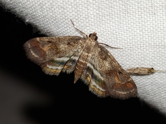 Parapoynx obscuralis