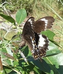 Papilio fuscus
