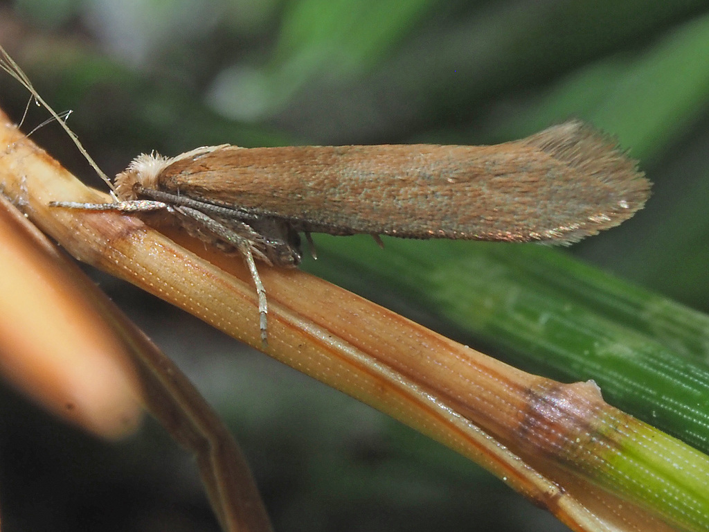 Euhyponomeutoides albithoracellus