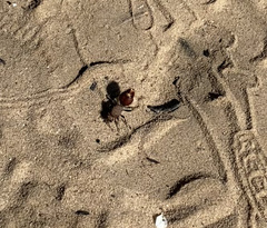 Ephutomorpha ferruginata