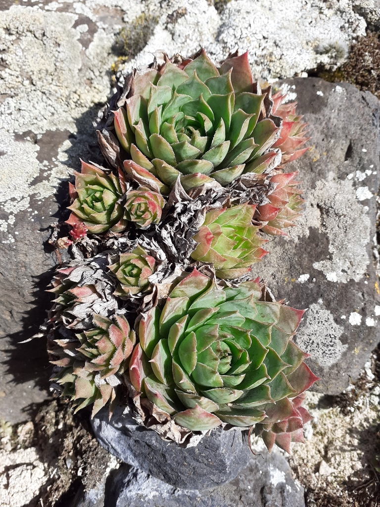 houseleeks