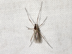 Teucholabis carolinensis