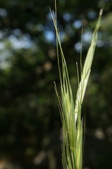 Elymus panormitanus