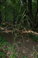 Elymus panormitanus