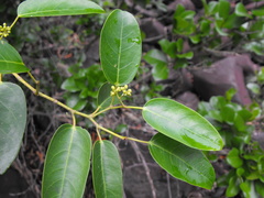 Cissus oblonga