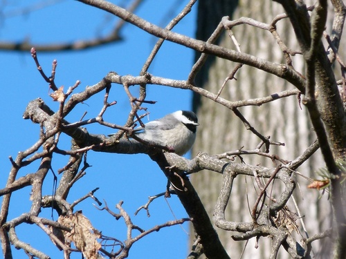 Carolina Chickadee photographed in West Virginia