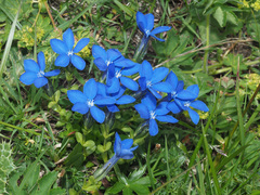 Gentiana bavarica