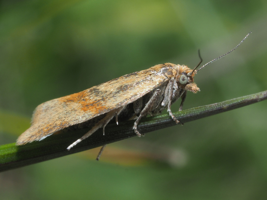Brachodes