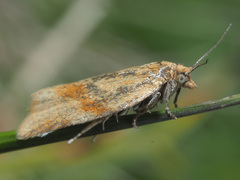 Philedonides rhombicana