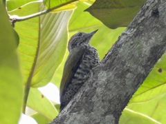 Chloropicus gabonensis