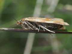 Philedonides rhombicana