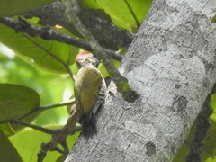 Chloropicus gabonensis