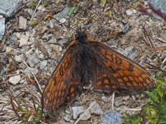 Melitaea varia