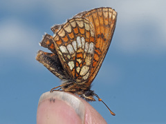 Melitaea varia
