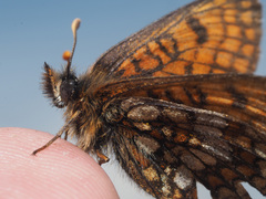 Melitaea varia