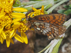 Melitaea varia