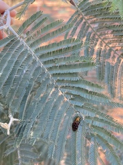 Diphucrania leucosticta