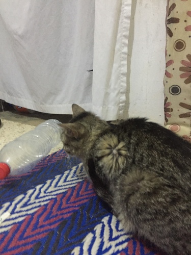 Domestic Cat