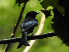 Dicrurus modestus coracinus