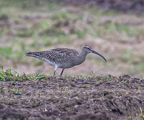 Eurasian Whimbrel