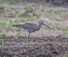 Eurasian Whimbrel