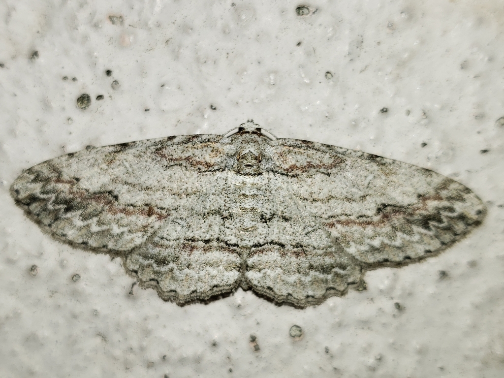 Cypress Looper